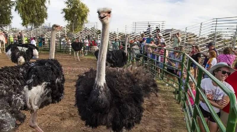 festival del avestruz